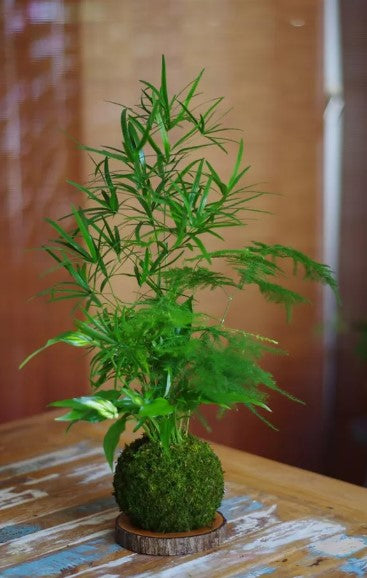 Kokedama Monte Verde Ni