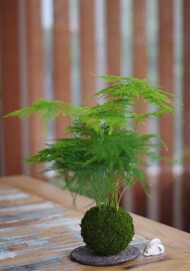 Kokedama Bacino del Congo Ichi