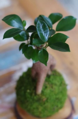 Bonsai Kokedama Daitokuji Ichi