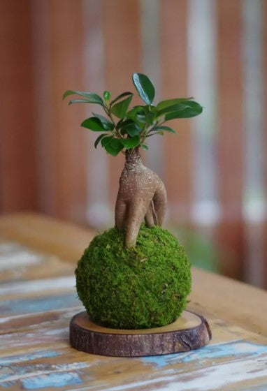 Bonsai Kokedama Daitokuji Ichi