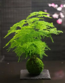 Kokedama Bacino del Congo Ni