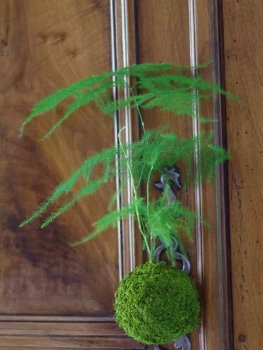 Kokedama Helmotz