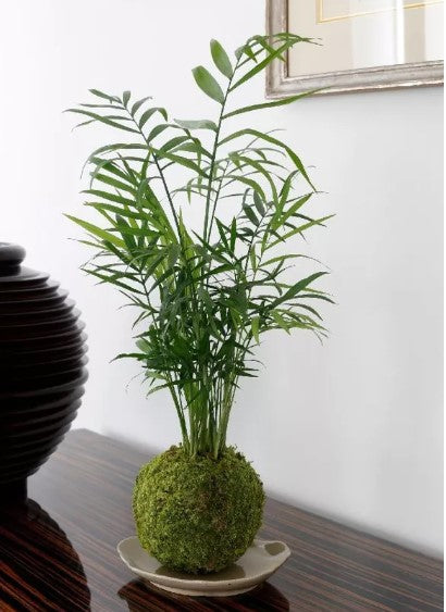 Chocodarian Ni Kokedama