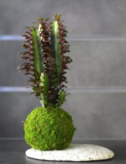 Kokedama Ningaloo Ni