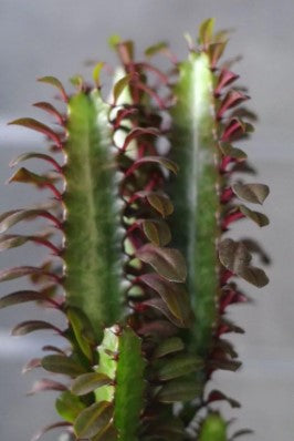 Kokedama Ningaloo Ni