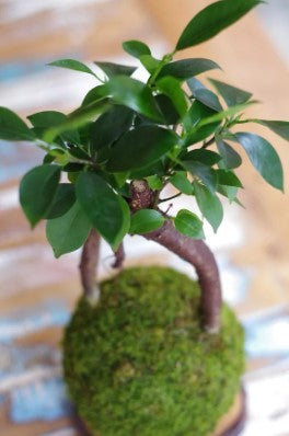 BONSAI Kokedama Daitokuji Ni