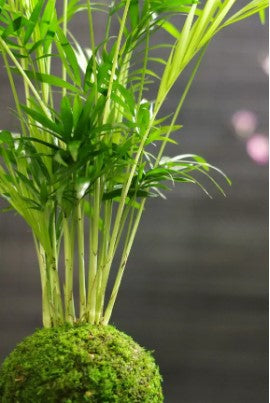 Chocodarian Ni Kokedama