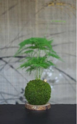 Kokedama Helmotz