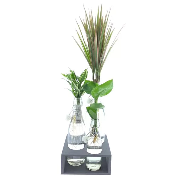 GREEN JEWEL idroponica Trio special