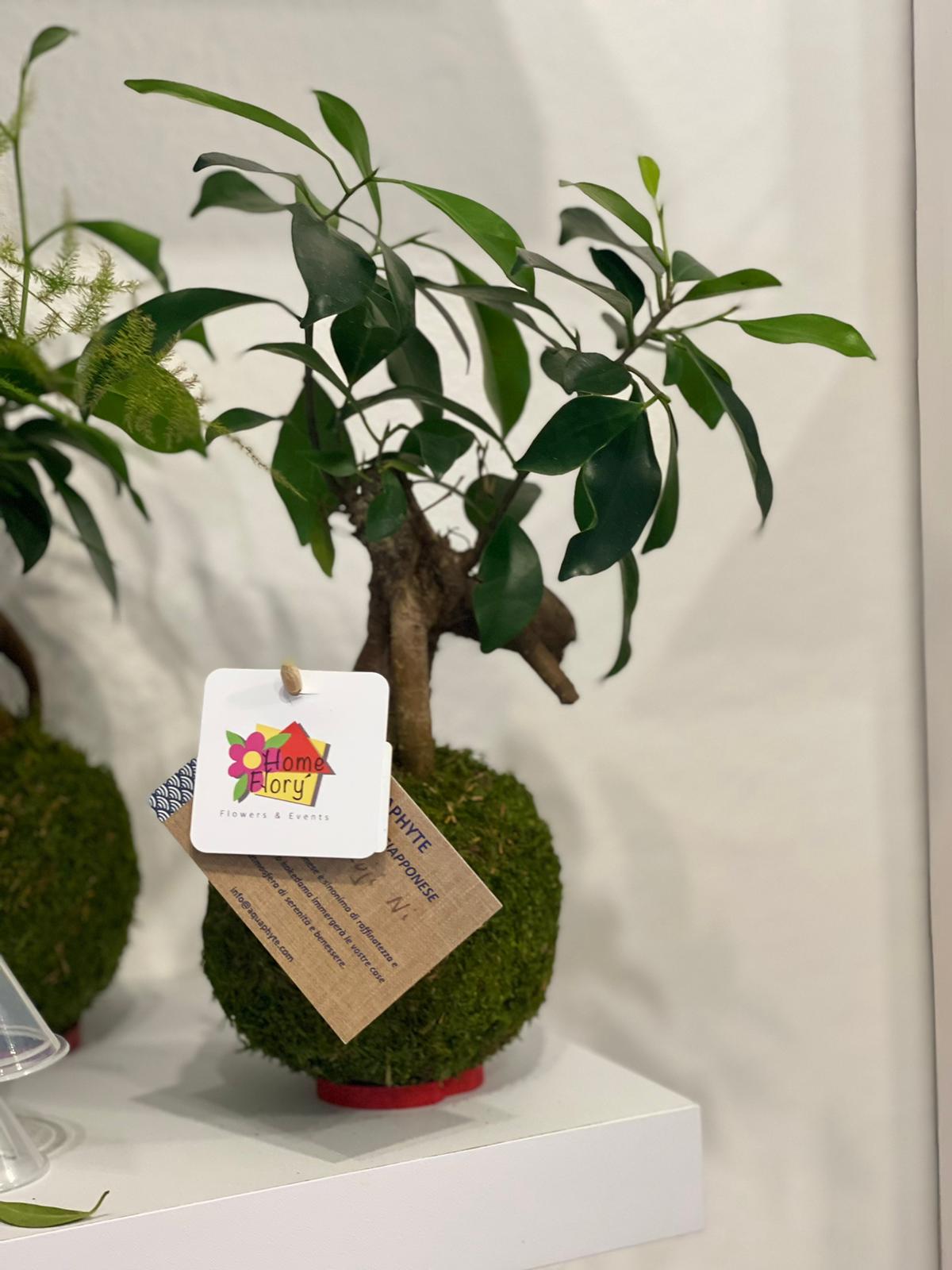 Kokedama Daitokuji Ni