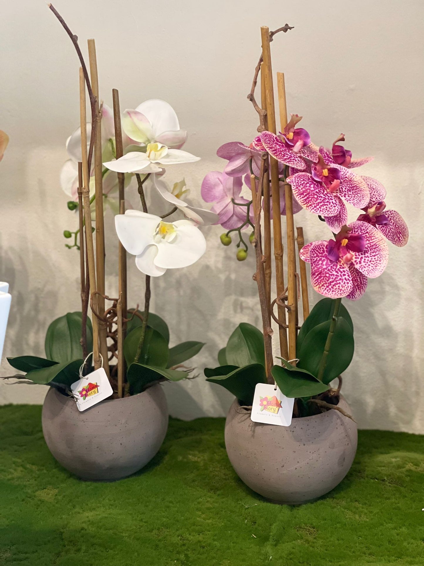 Orchidea in vasetto sferico