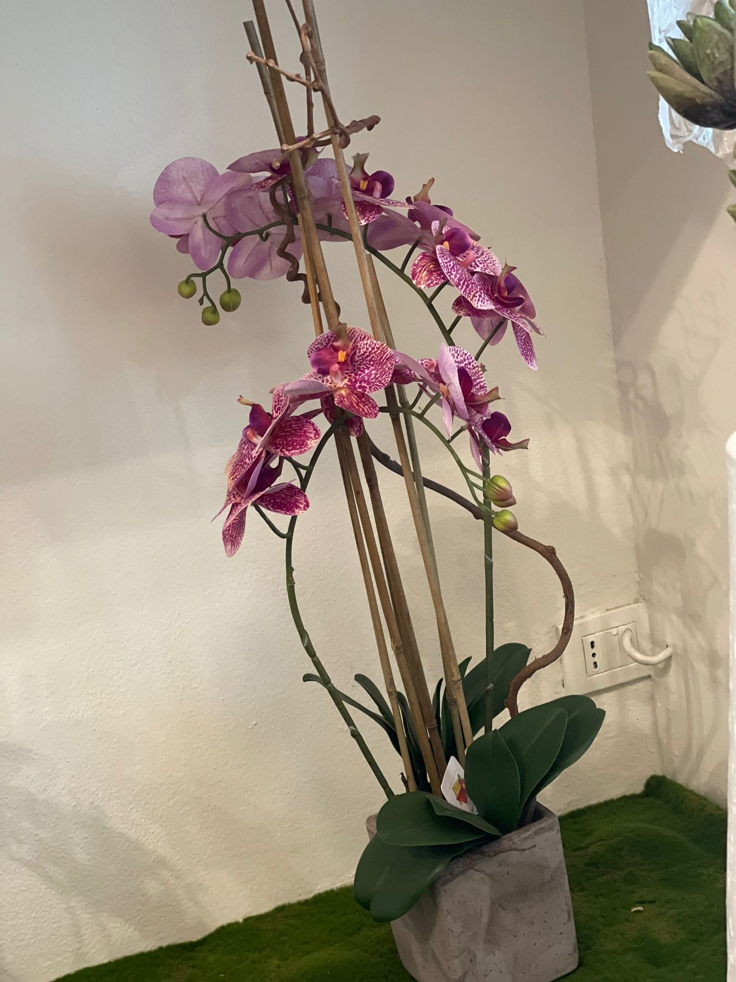 Orchidea finta a due gambi