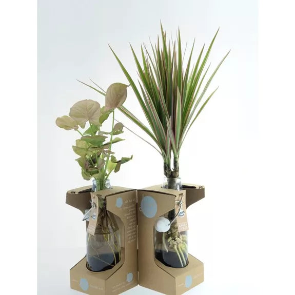 GREEN JEWEL idroponica Confezione regalo