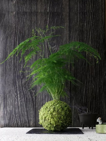 Kokedama Bacino del Congo Ni
