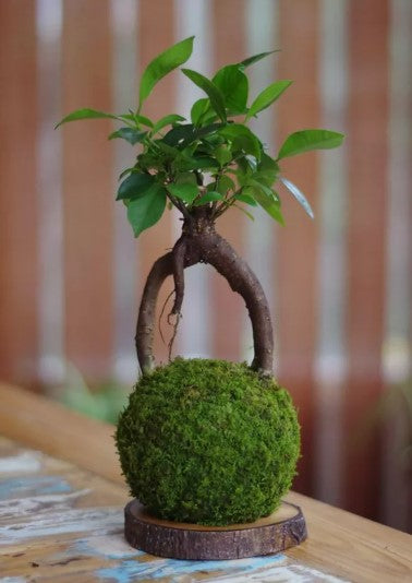 BONSAI Kokedama Daitokuji Ni