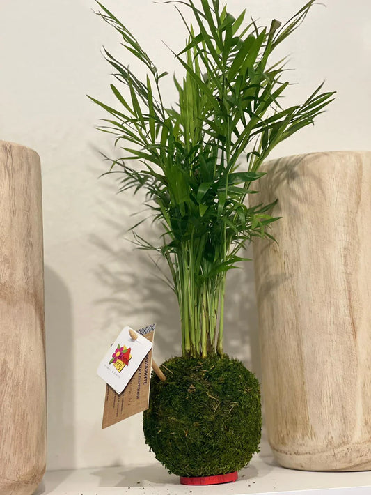 Kokedama Monte Verde Ni
