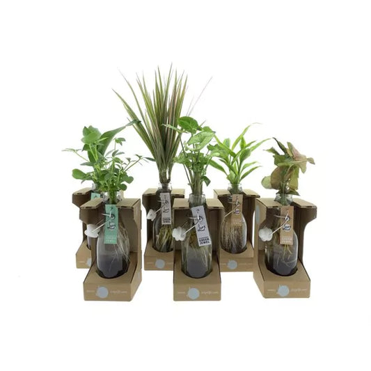 GREEN JEWEL idroponica Confezione regalo