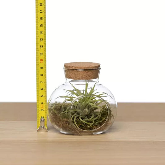 Vaso con tappo in sughero con airplant